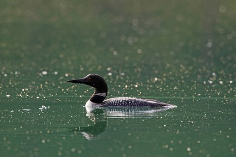 Great Northern Diver