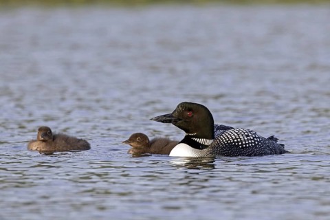 Common loon