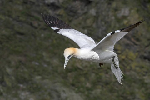 Northern gannet