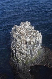 Northern gannets