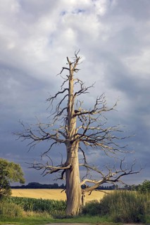 Creepy trunk and branches of dead sweet chestnut