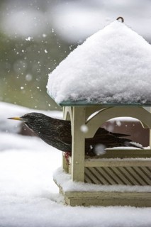 Common Starling