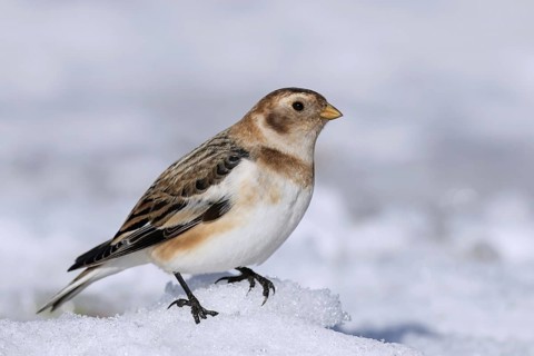 Snow bunting