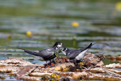 Black Tern