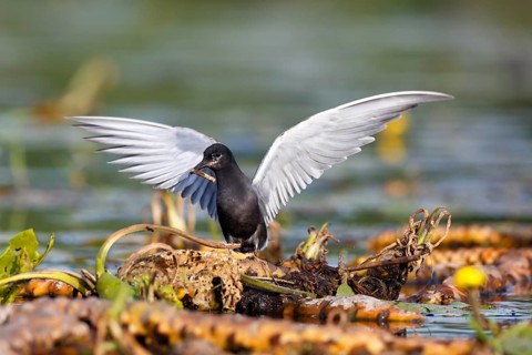 Black Tern