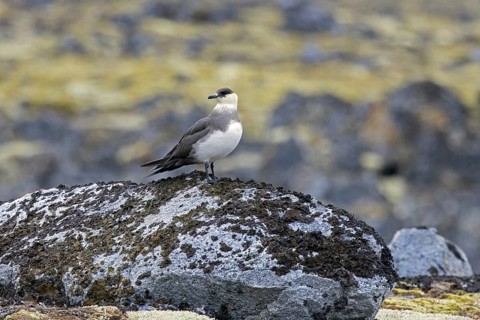 Arctic skua