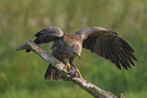 Lesser spotted eagle