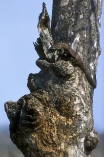 Southern savanna monitor