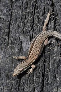 Common wall lizard
