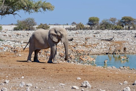 African bush elephant