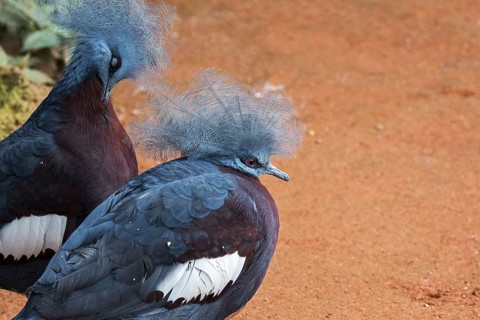 Two Southern crowned pigeons