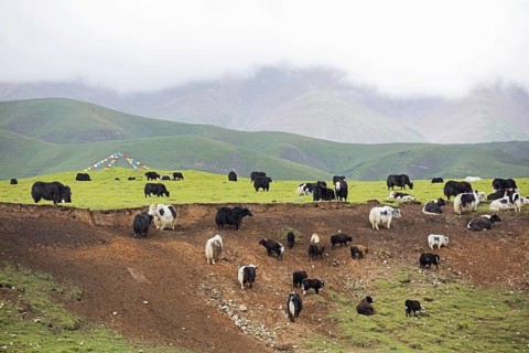 Domestic yaks