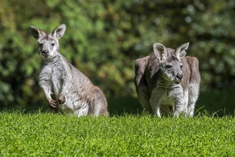 Two swamp wallabies