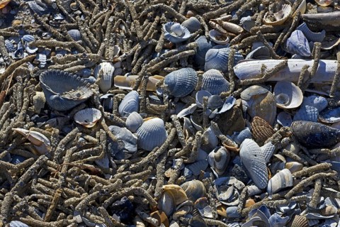 Empty cases of tube worms