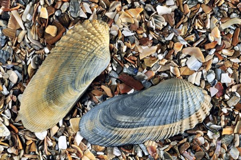 American piddock
