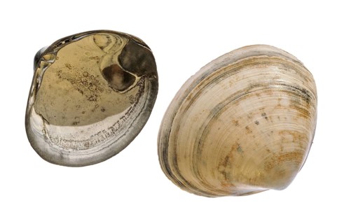 Rayed trough shells