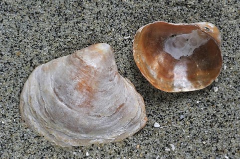 Saddle oyster