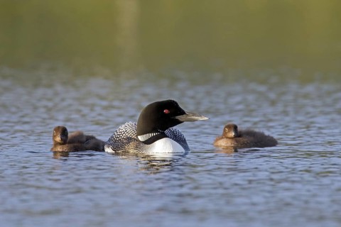 Common loon