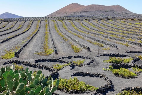 Vine cultivation for volcanic wine on volcanic soil volcanic ash left foreground cacti cactus pear