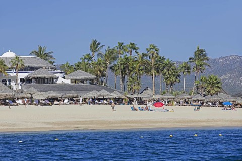 Palm trees and hotel guests