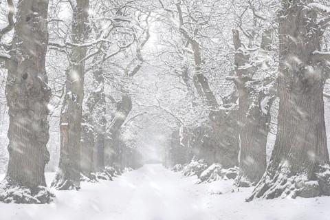 Country lane lined with 200 year old sweet chestnut