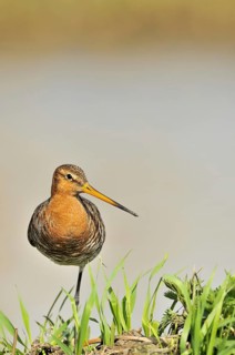 Black-tailed godwit