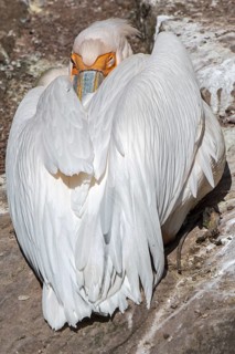 Great white pelican