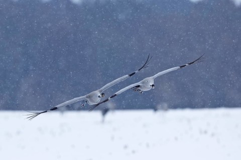 Crane