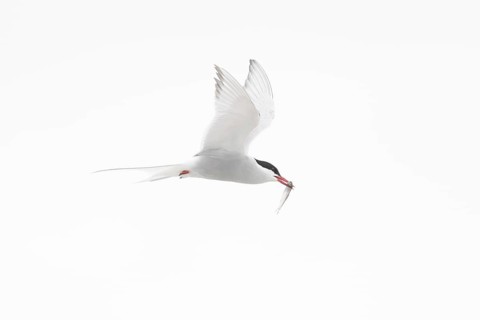Arctic tern