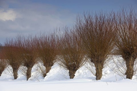 Row of pollarded white willows