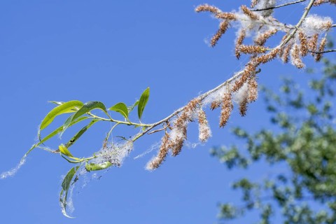White willow