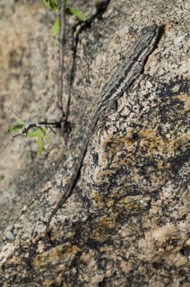 Ornate tree lizard