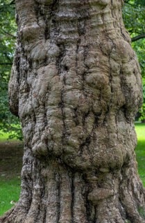 Tree trunk in a meadow in Luisenpark