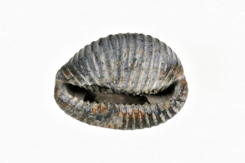 Arctic cowrie