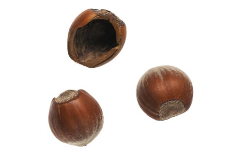 Common hazel