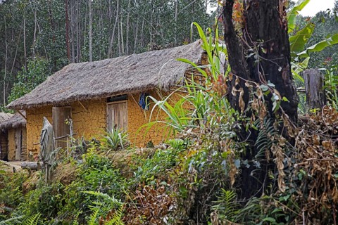 Traditional mud house and burnt-out tree stump