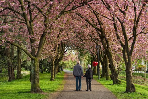 Way to the 2nd Spring Senior Couple Cherry Blossom Stadthagen