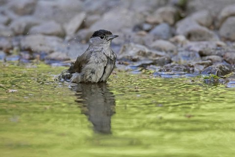 Eurasian blackcap