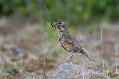 Redwing