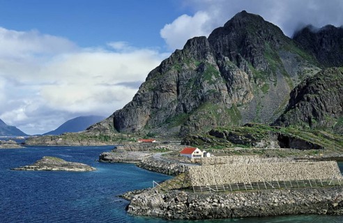 Stockfish hanging to dry on wooden racks in the fishing village Henningsvaer