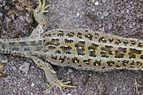 Sand lizard