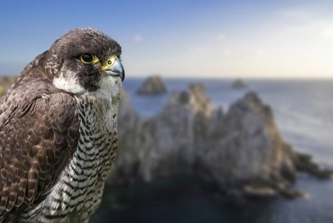 Peregrine falcon