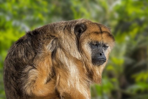 Black howler