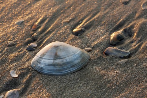 Rayed trough shells