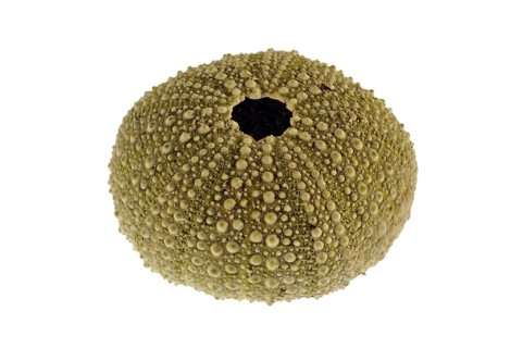 Green sea urchin
