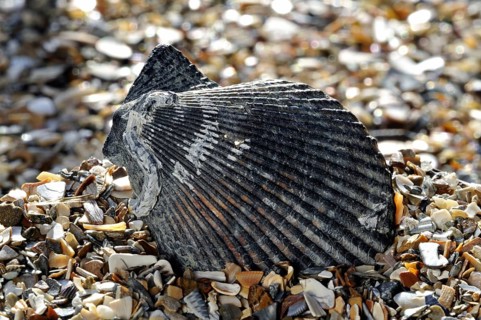 Variegated scallop