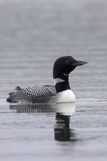 Common loon