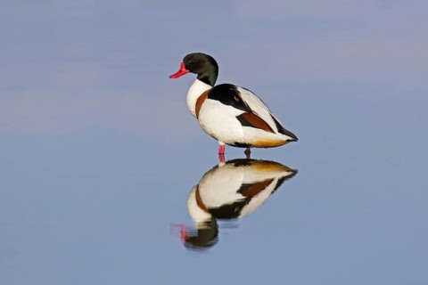 Reflection of male common shelduck