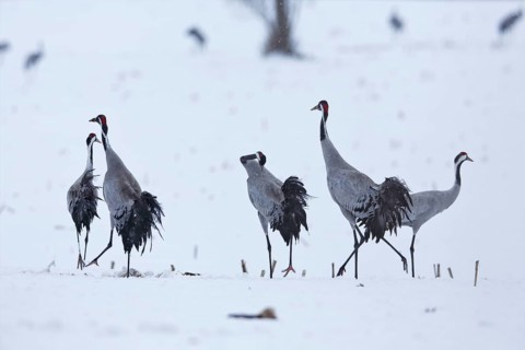 Crane