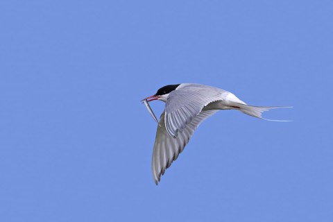 Arctic tern